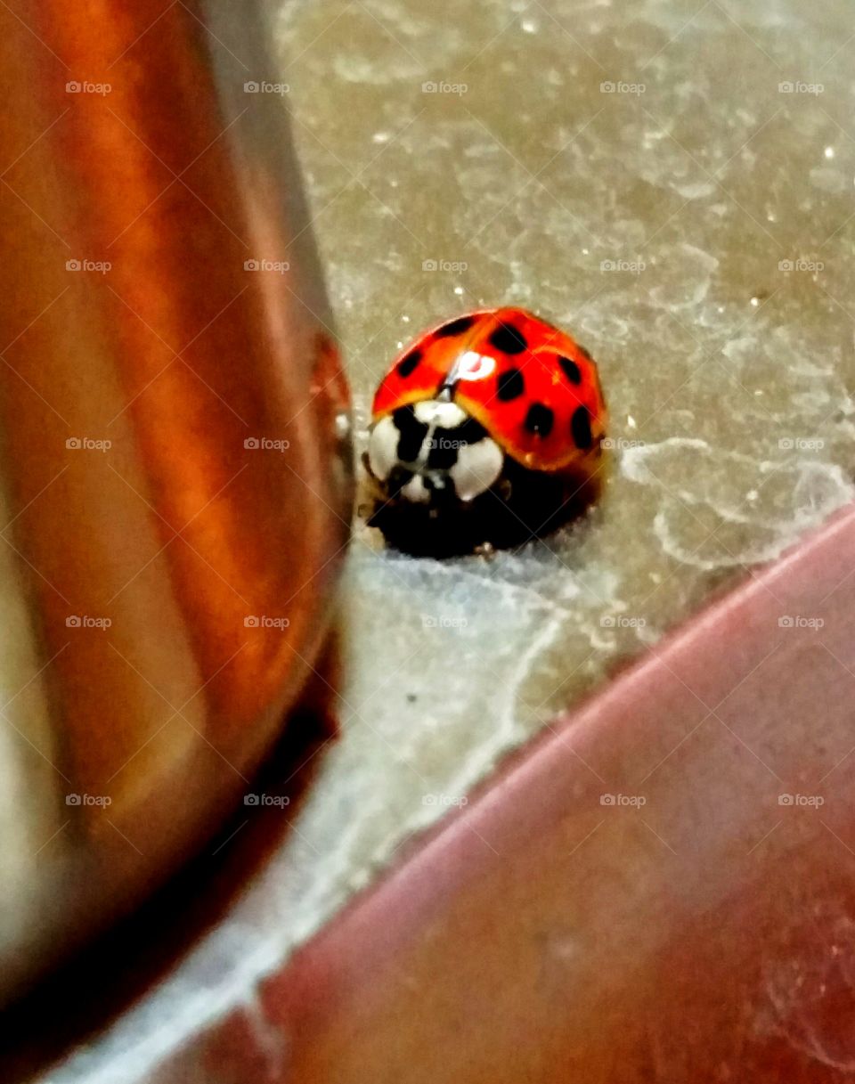 Lady bug