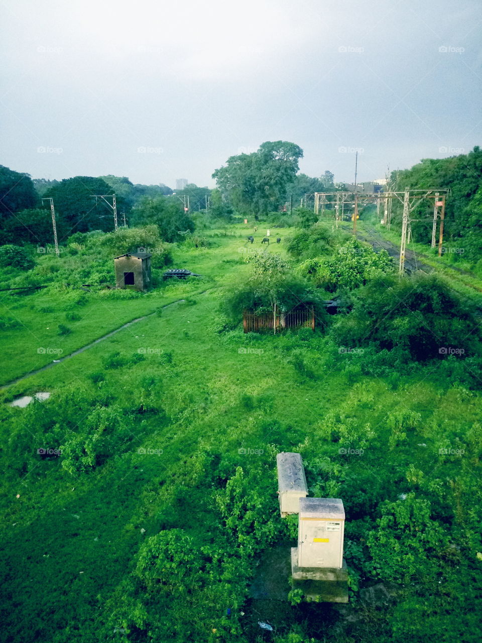 Green nature, natura