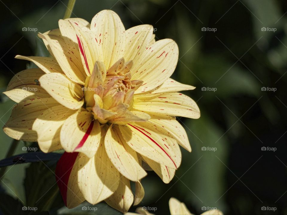 Yellow/Red Dahlia