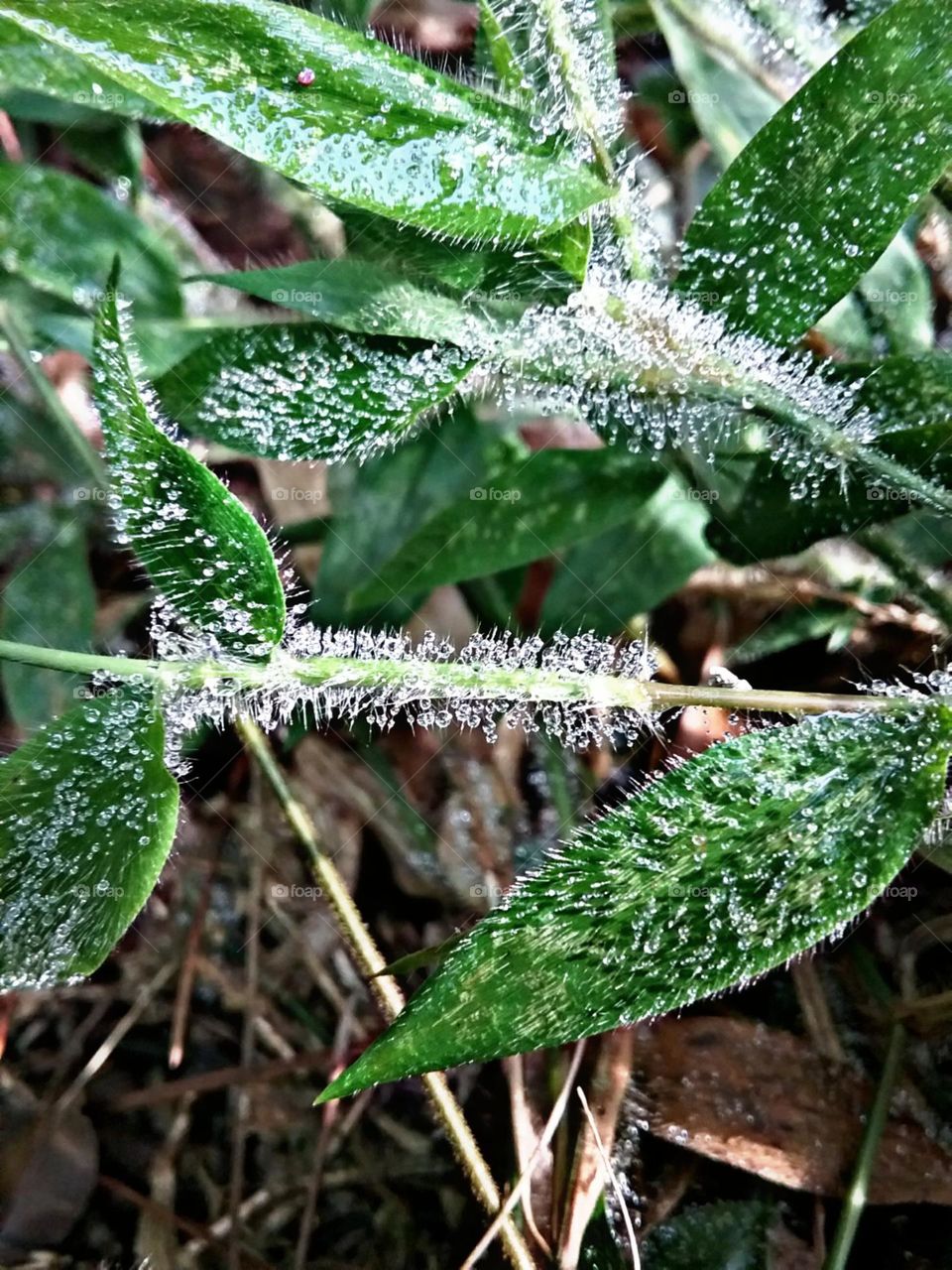 Depois da noite de chuva fresca.