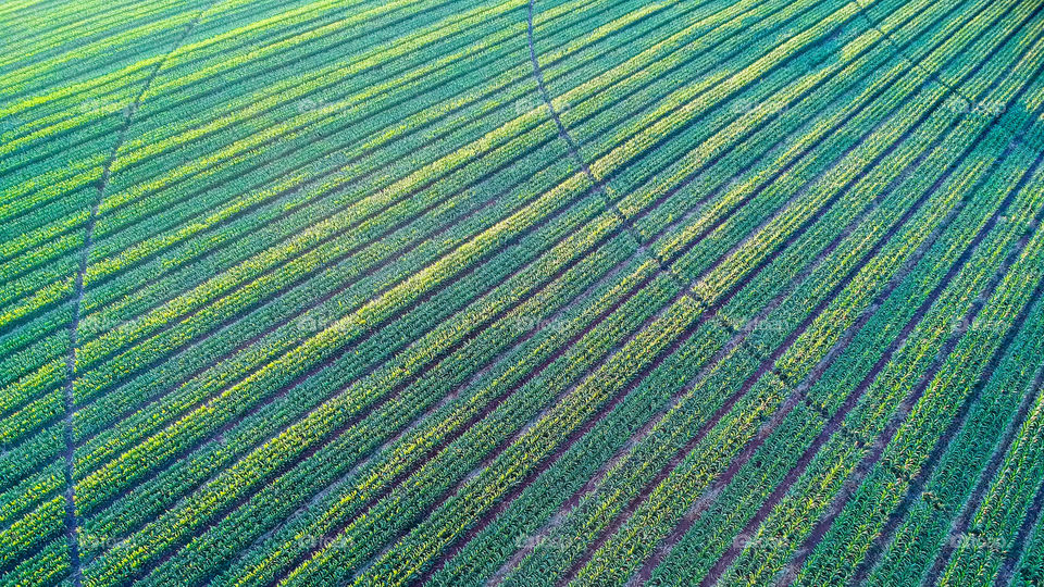 Golden Hour Agricultural Field of Geometric Corn 