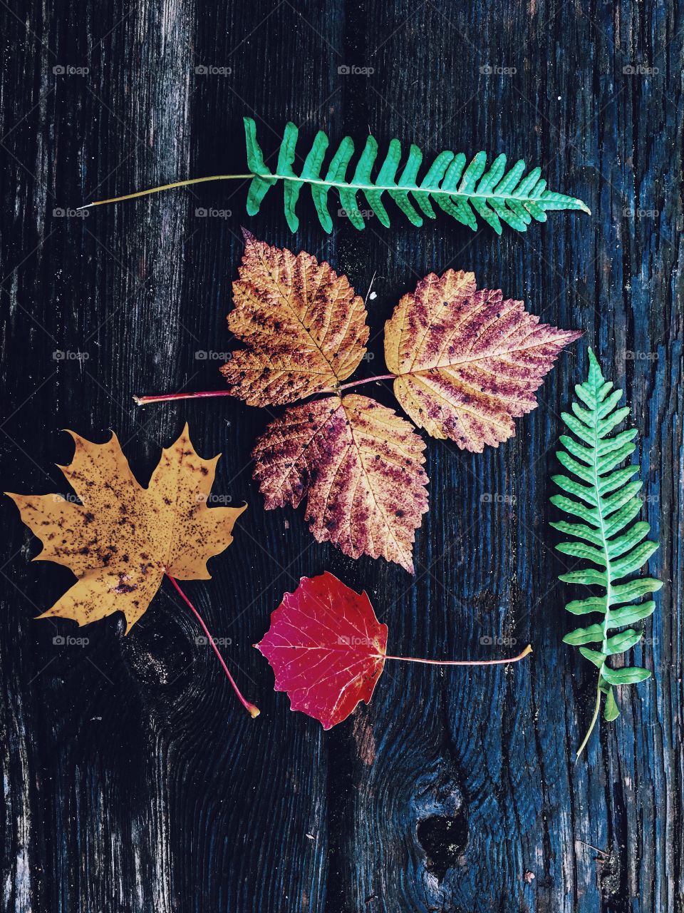 Autumn leaves on wood