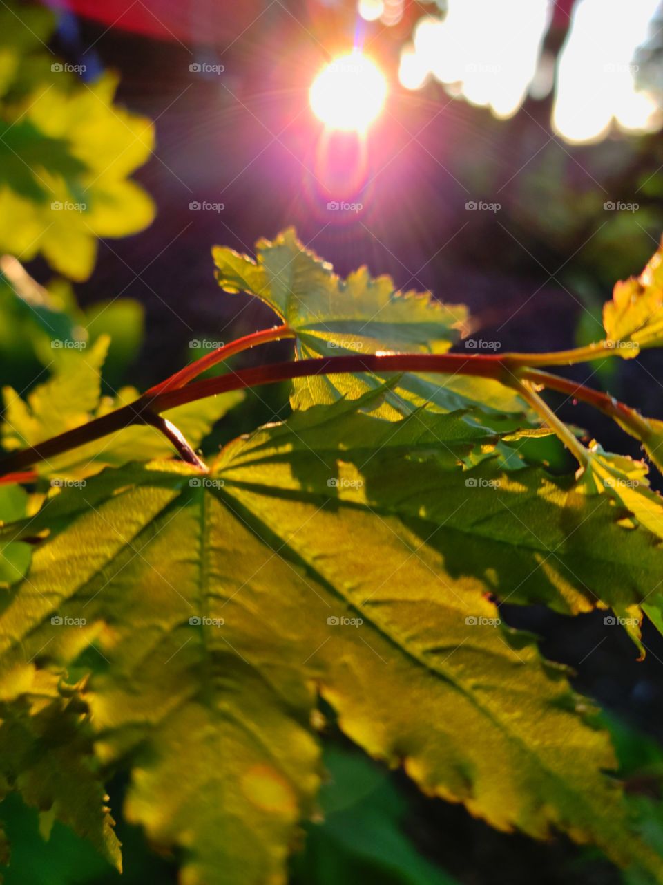 sunset lighting on leaves