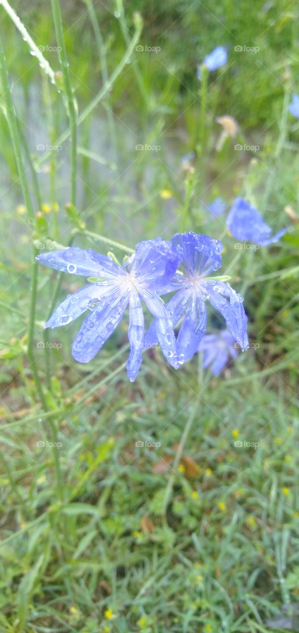 Blue Green Combination