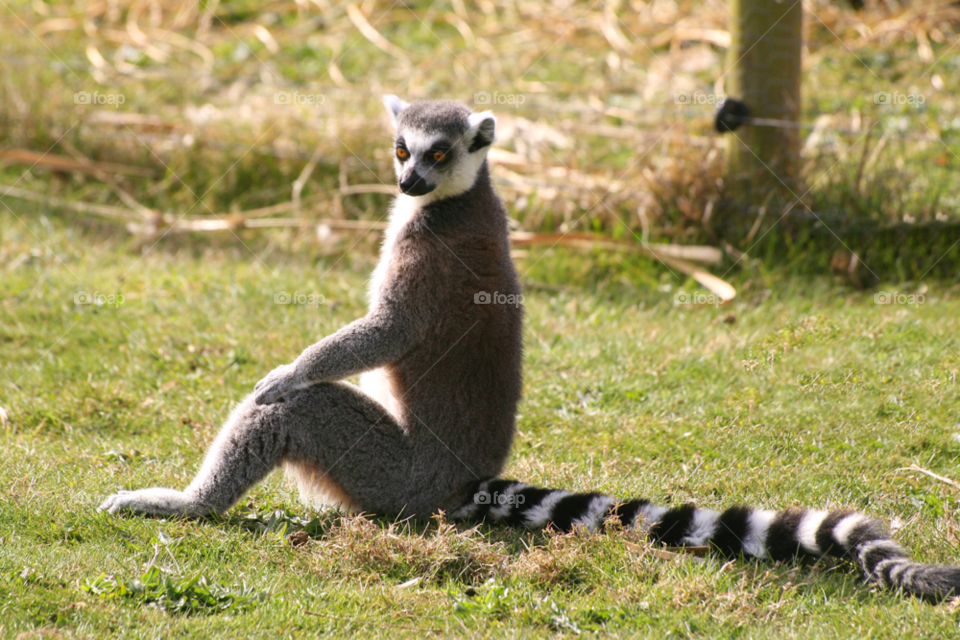 grey fun stripes silly by joannieofarc