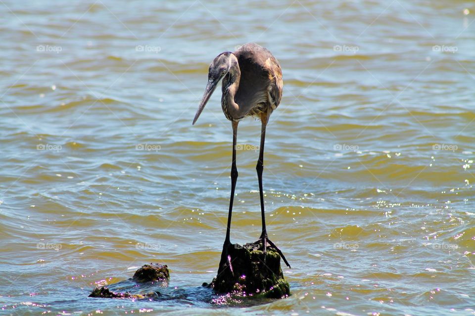 Bird on rock at sea