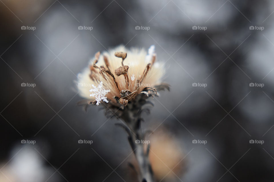 snowflake