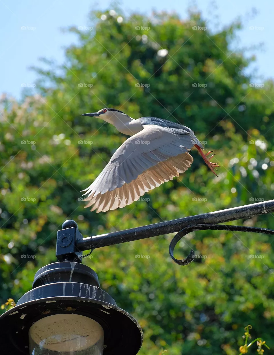 flying bird