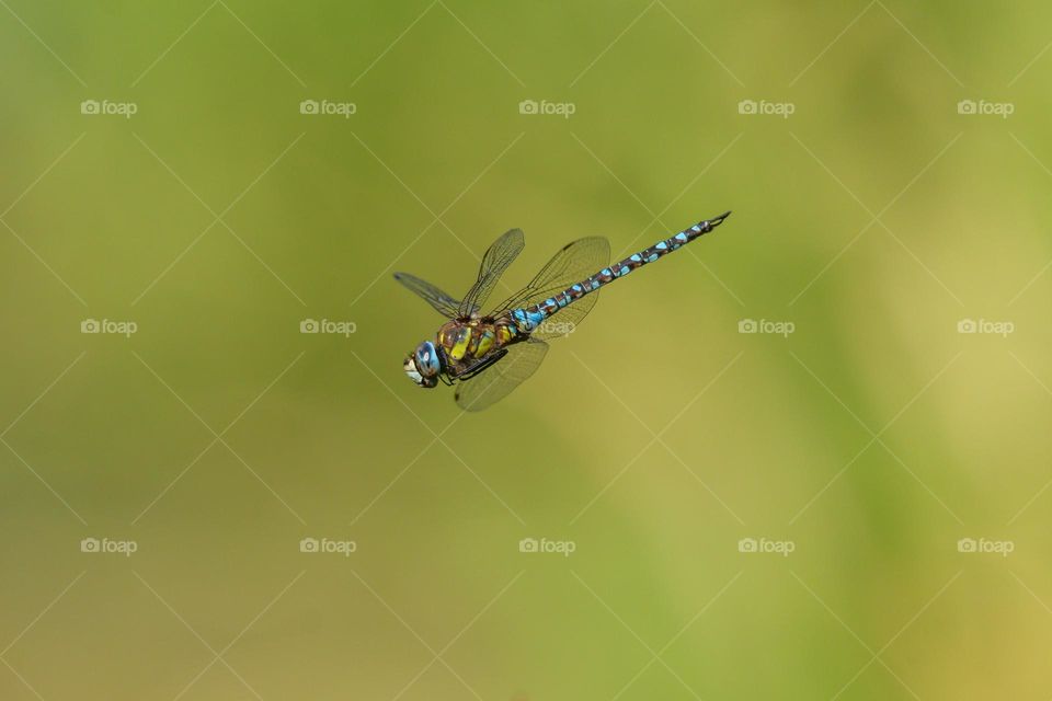 Dragonfly in flight