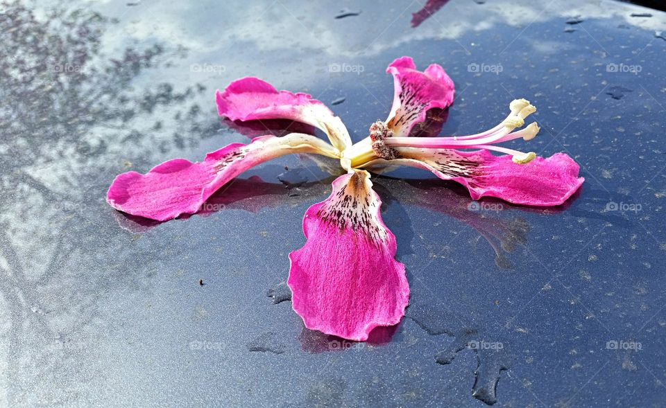 Flower on the car