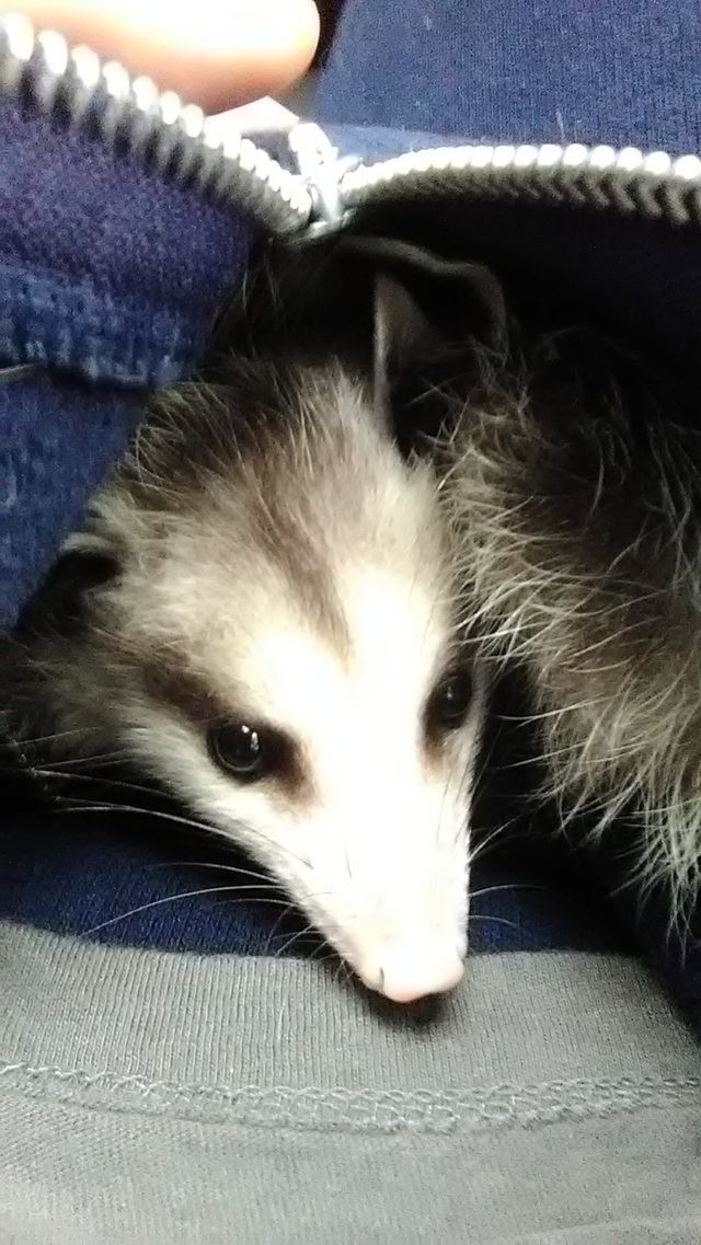 thing one and thing two . my new rescued babies