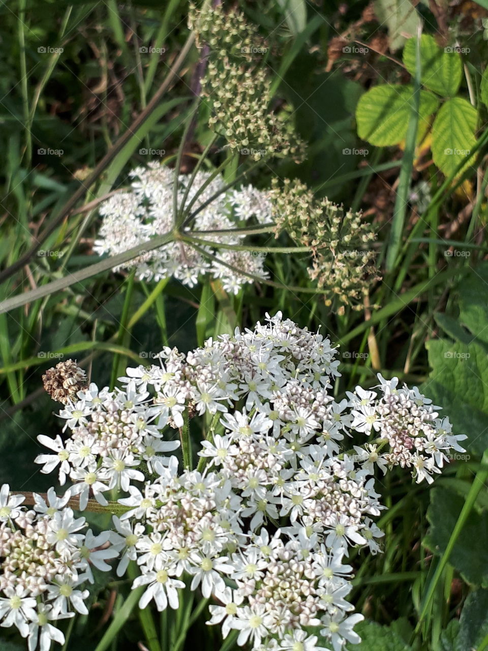 Wild White Flowers