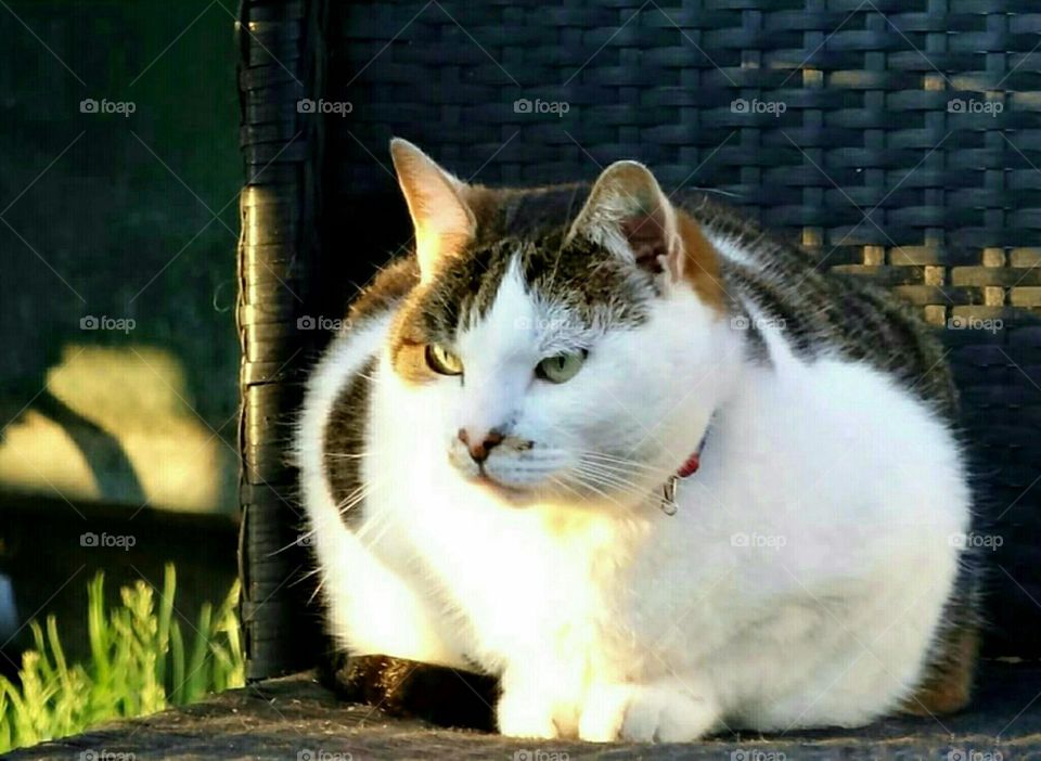 Cat in evening light