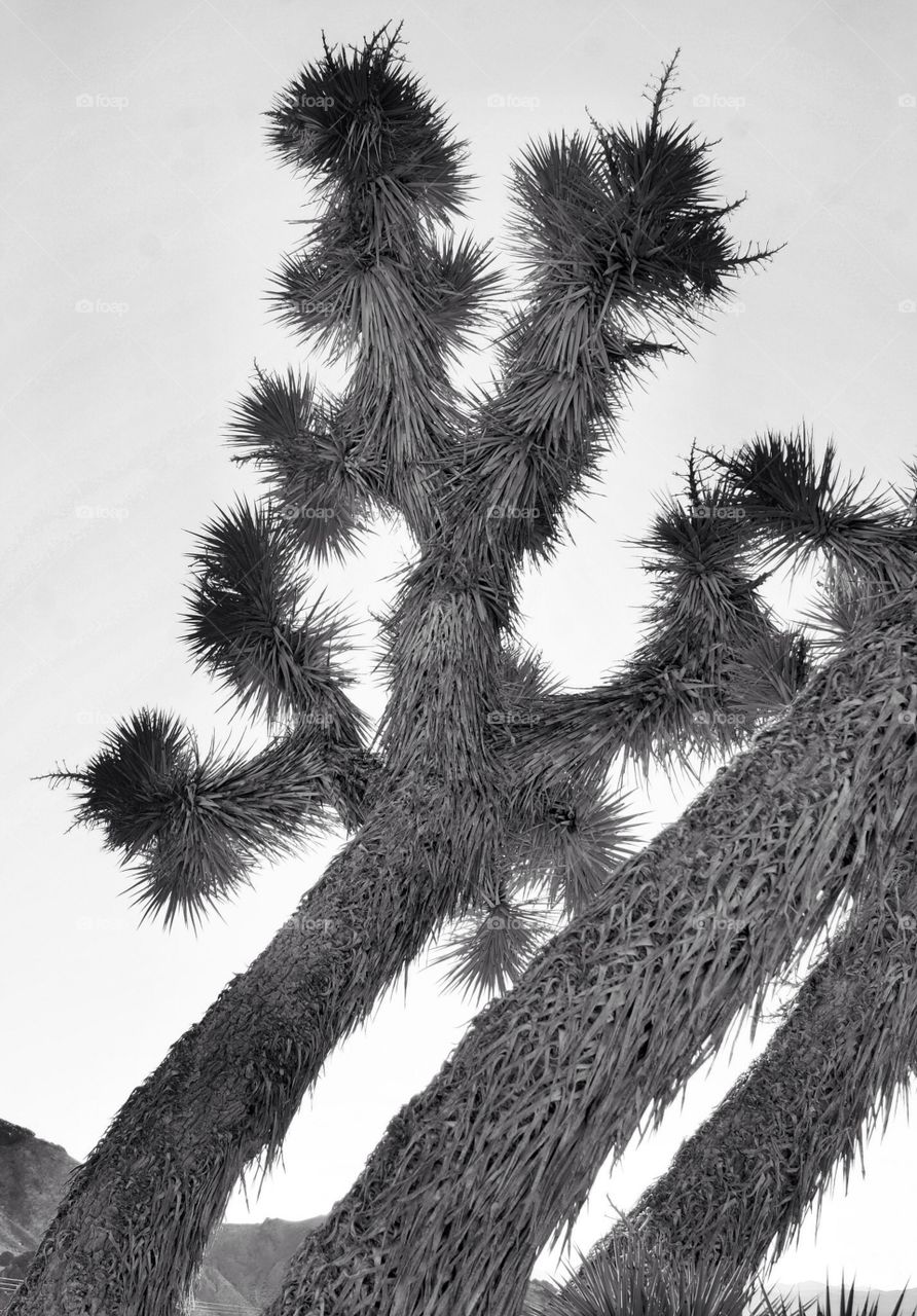 Joshua trees