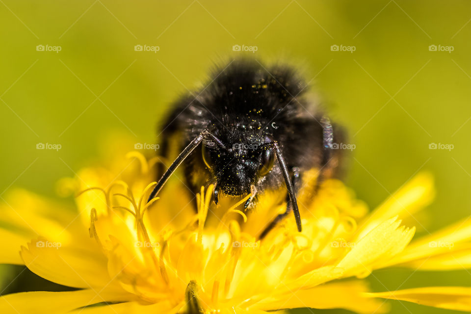 macro photo of a bumblebee on a yellow flower in the meadow. check out the bug eyes 👀