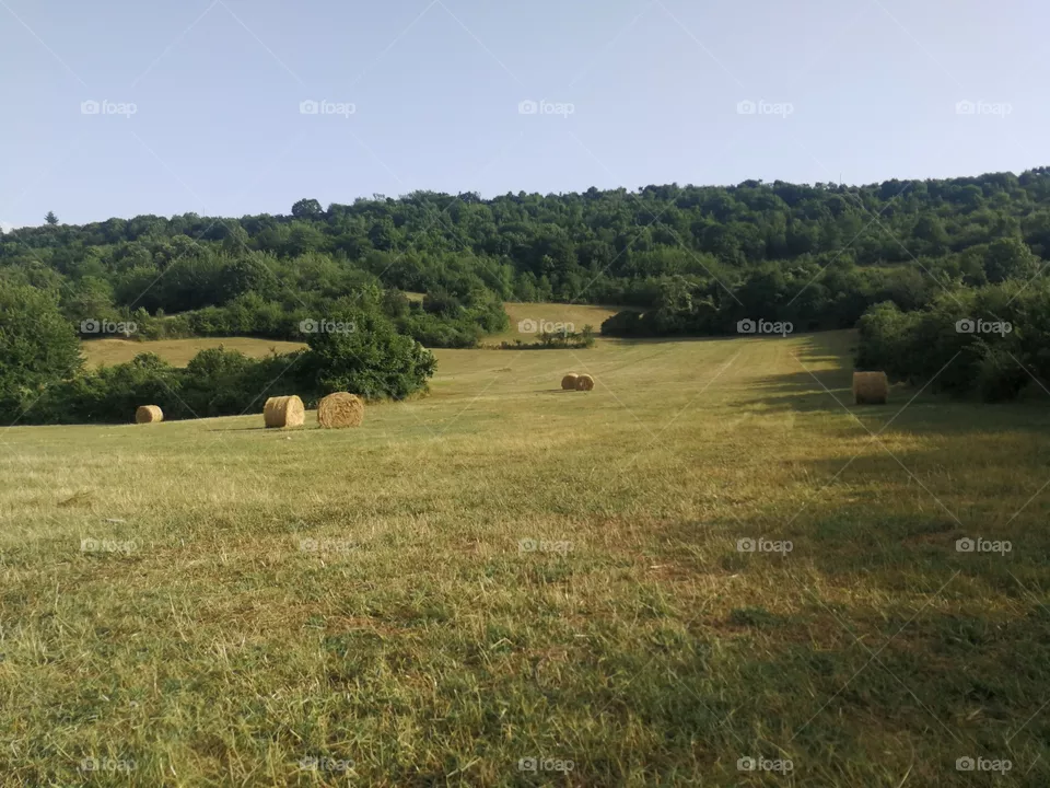 Field