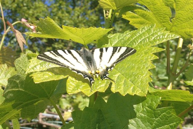 Butterfly1