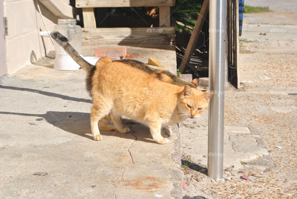 A yellow cat