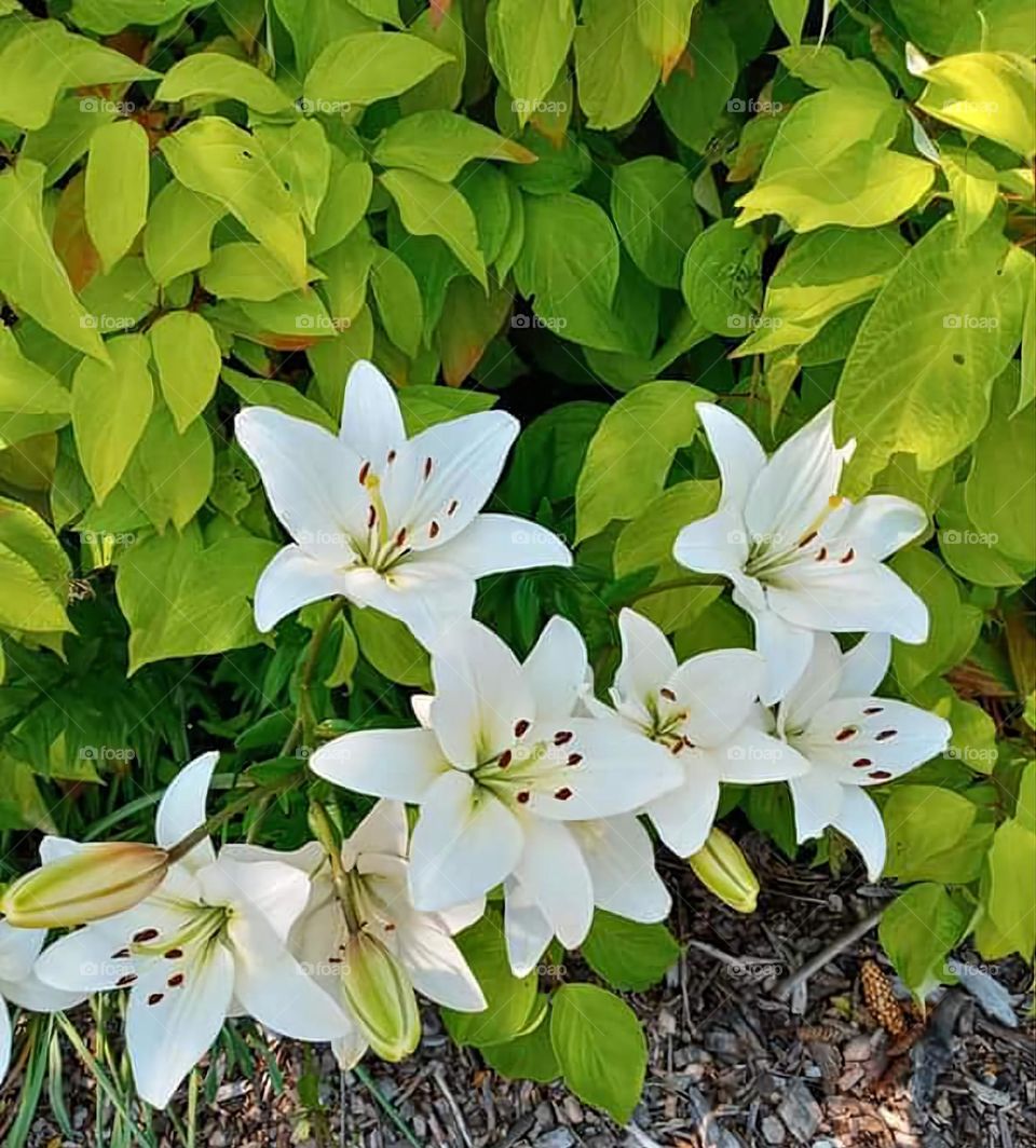 White Lily's