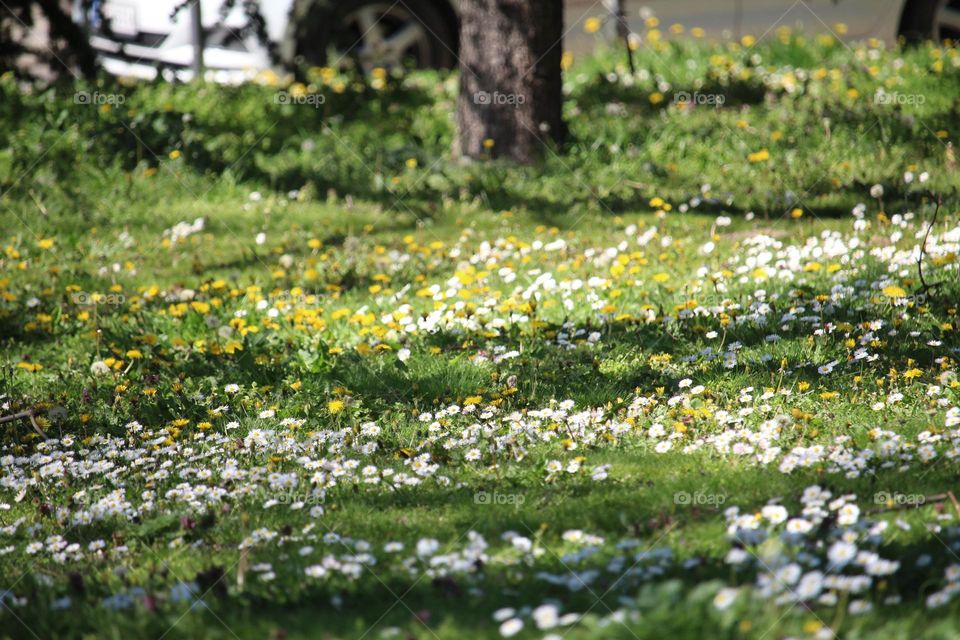 spring flowers