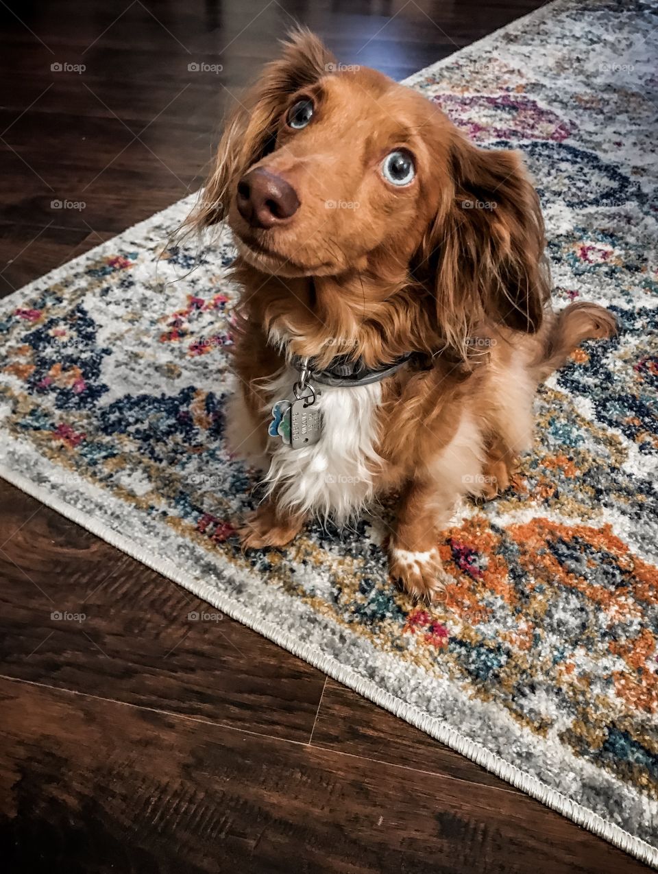 Long haired mini dapple dachshund with brown nose and blue eyes sitting with head tilted on colorful area rug
