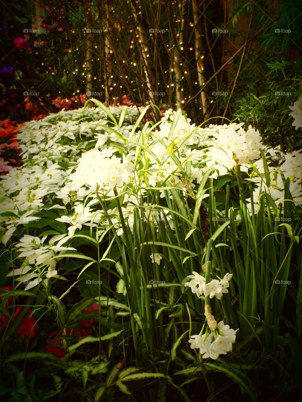 white flowers galore