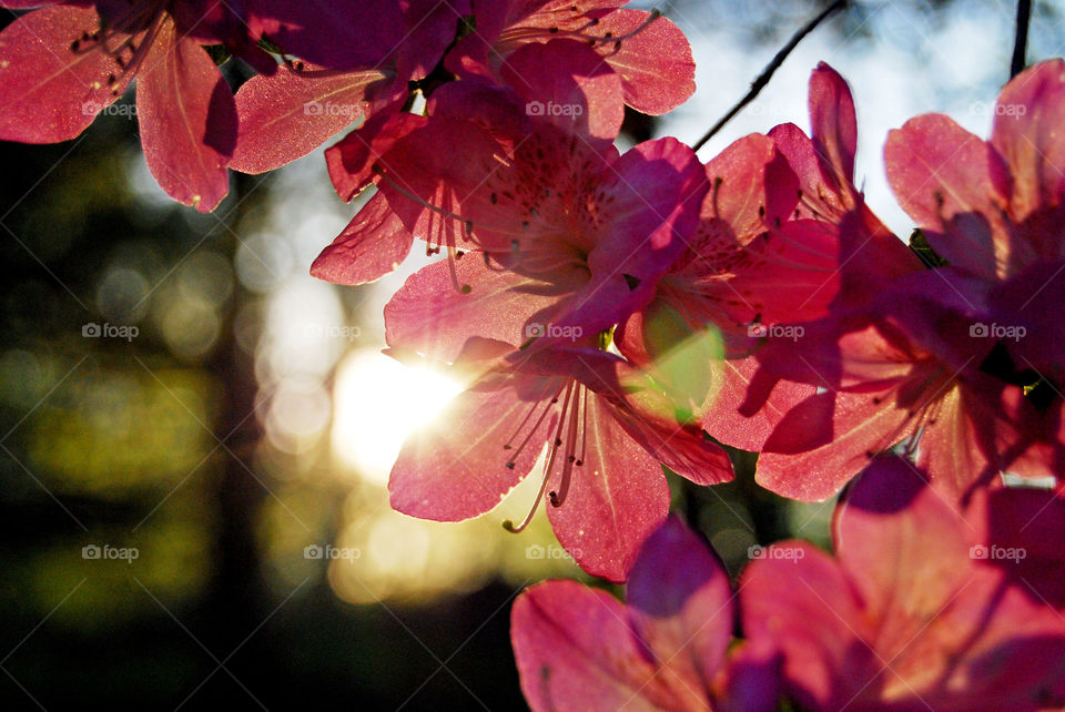 Pink Flowers at Sunrise