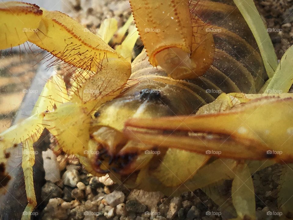 Micro photography hairy legs