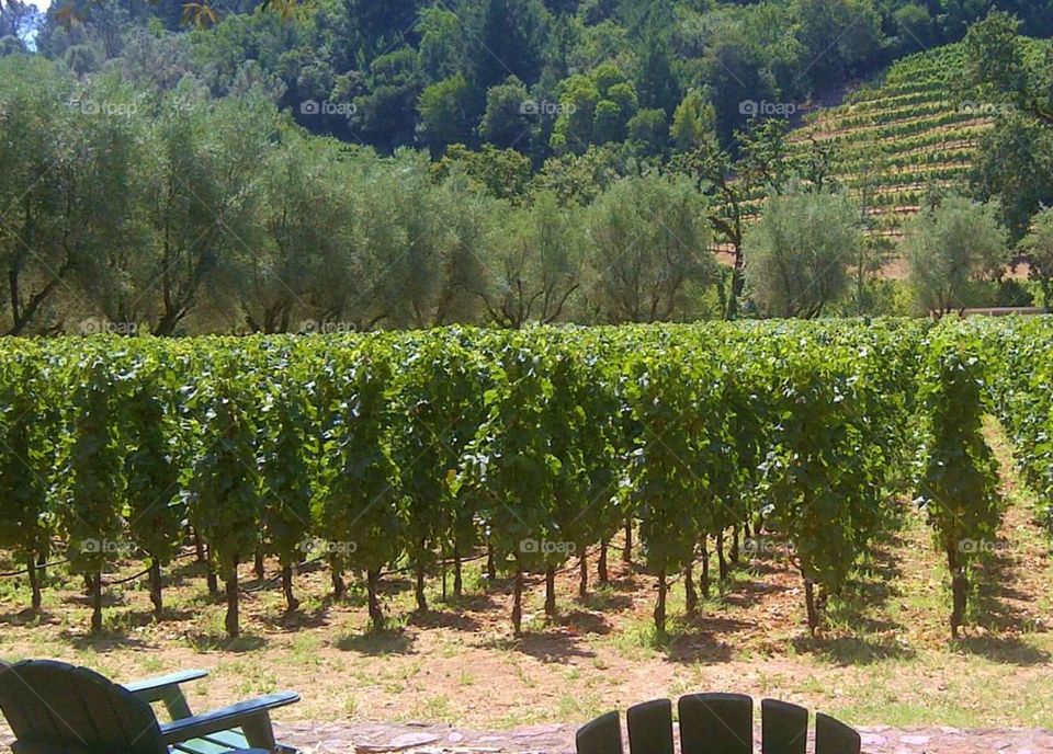 Spring Mountain. Napa