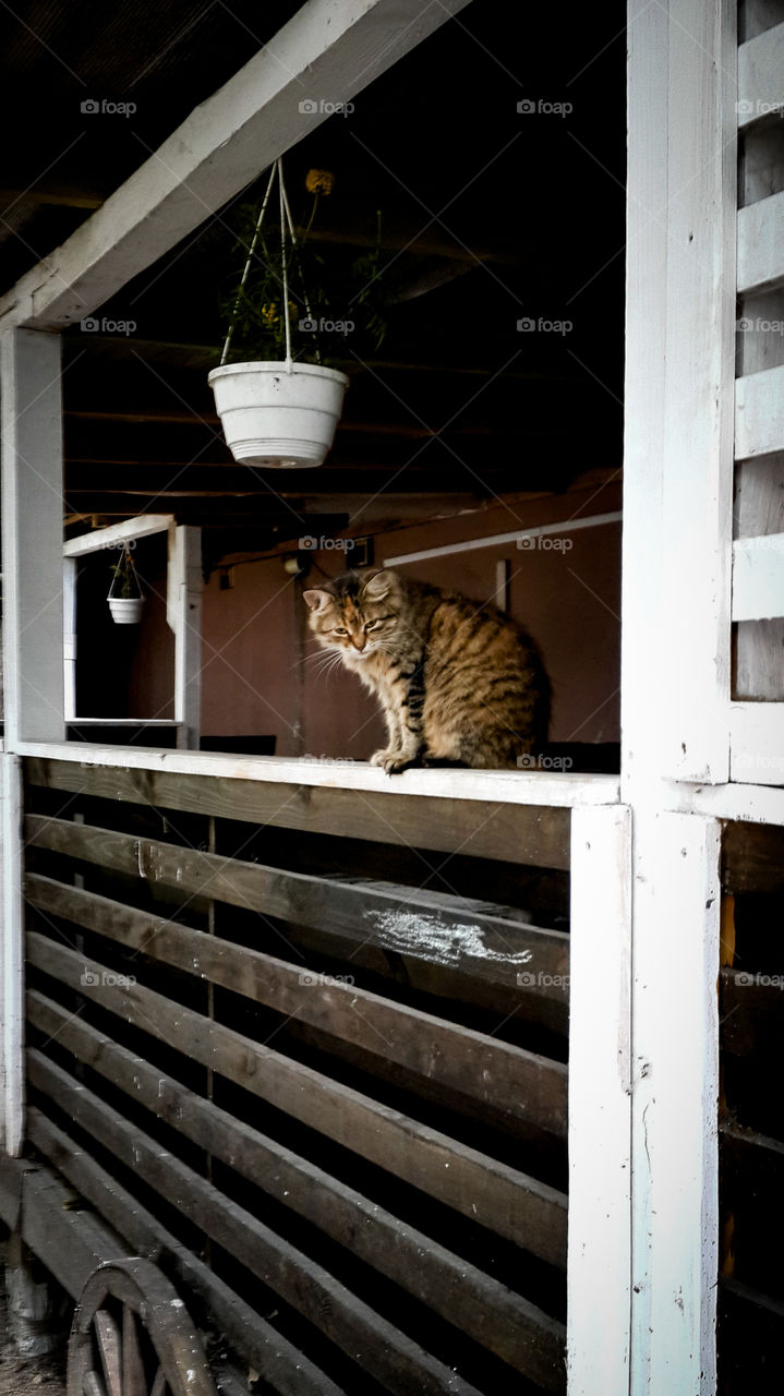 Cat sitting on railing