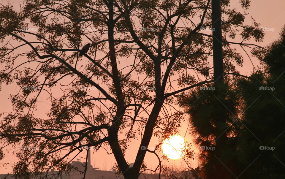 italy tree sunset sun by kuzeytac