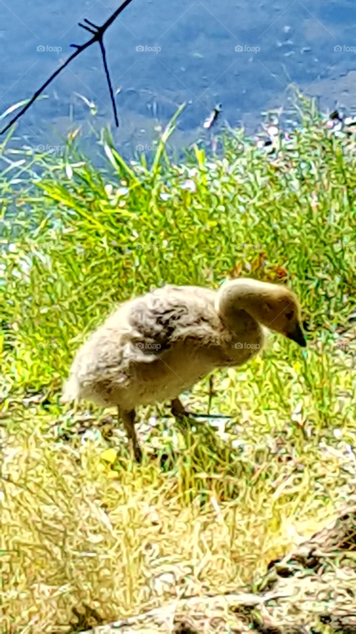 Goose young
