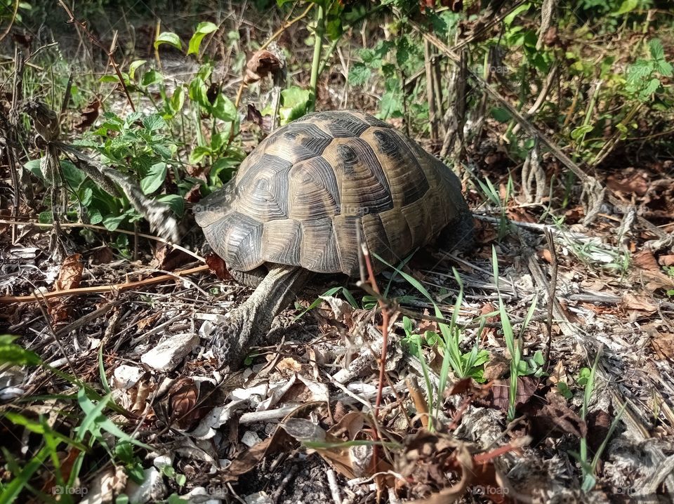 The Land Turtle runs into the forest.