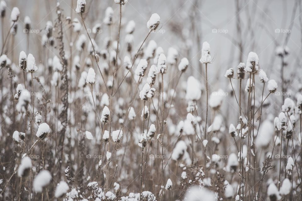 Winter in Wild Flowers