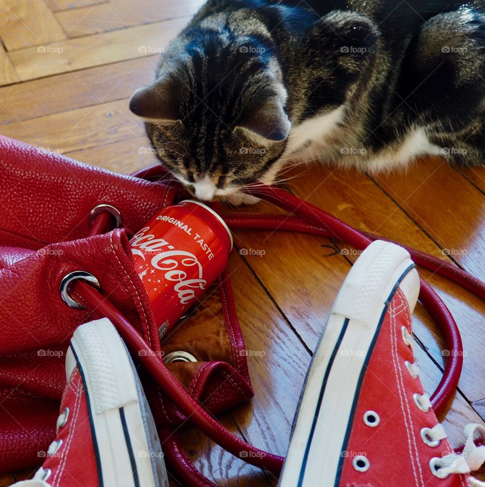 Cat checking out Coca Cola can in red bag with person in red sneakers sitting on hardwood floor.