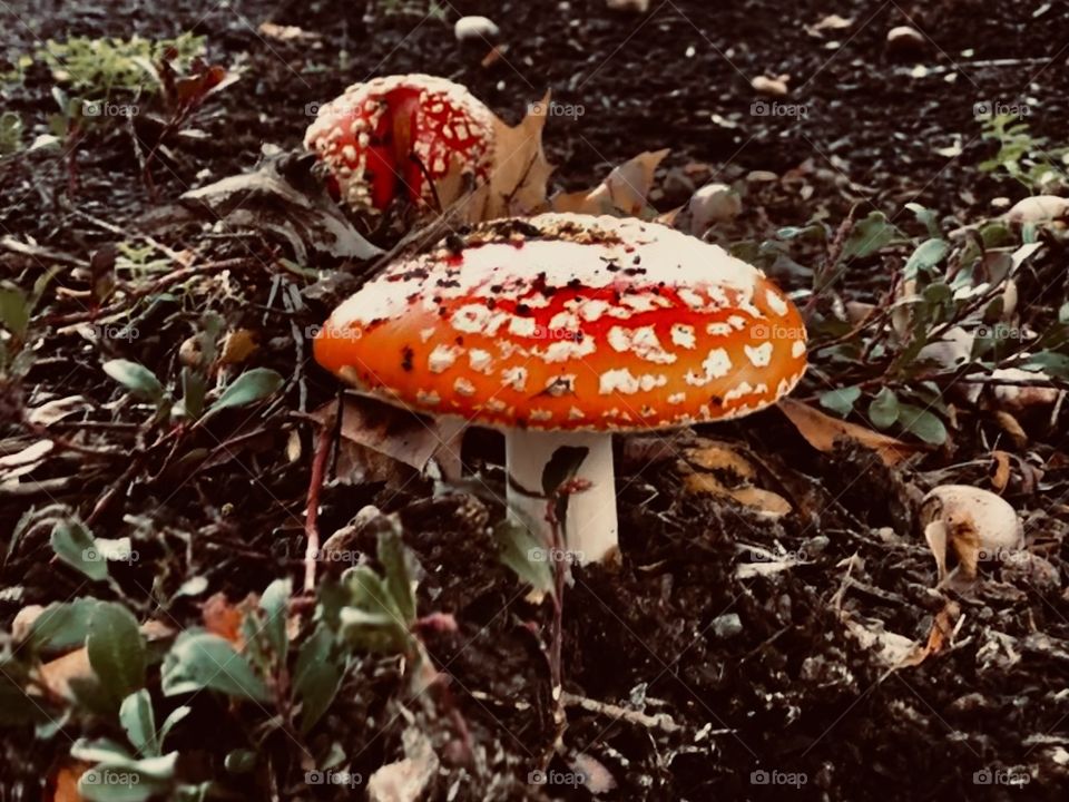 Magnificent Mushrooms 