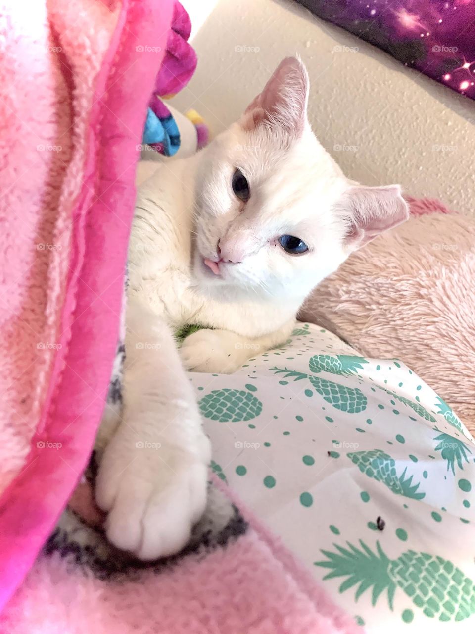 White cat showing her tongue