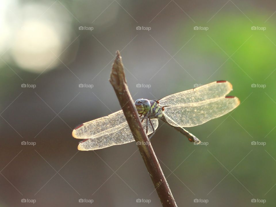 Dragonfly