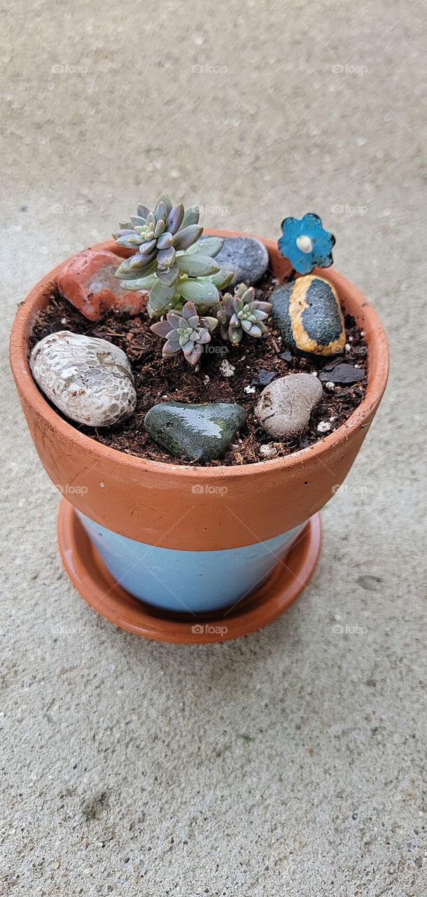 Mini Succulent