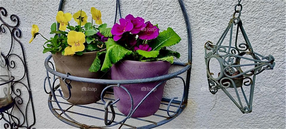 These lovely potted flowers are flourishing in a garden in rural “Bavaria” where they are sitting on a beautiful cast iron ornamental shelf. 2024. Hypnotic Productions