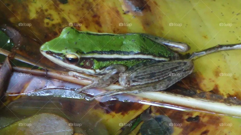 Frog