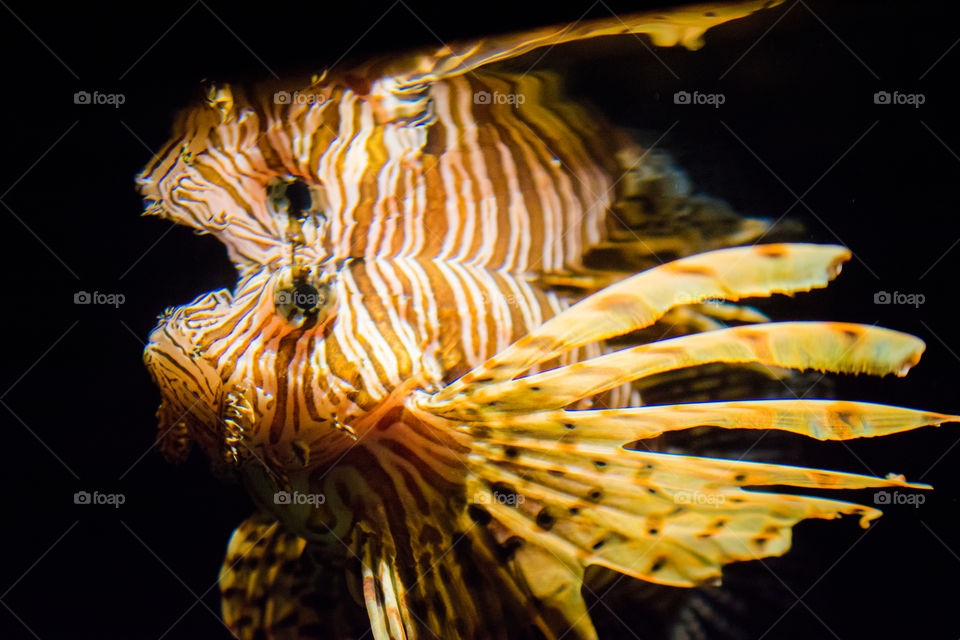 Lion Fish at the Top of Water with Reflection 