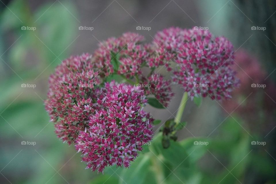 Sedum in the fall in Michigan