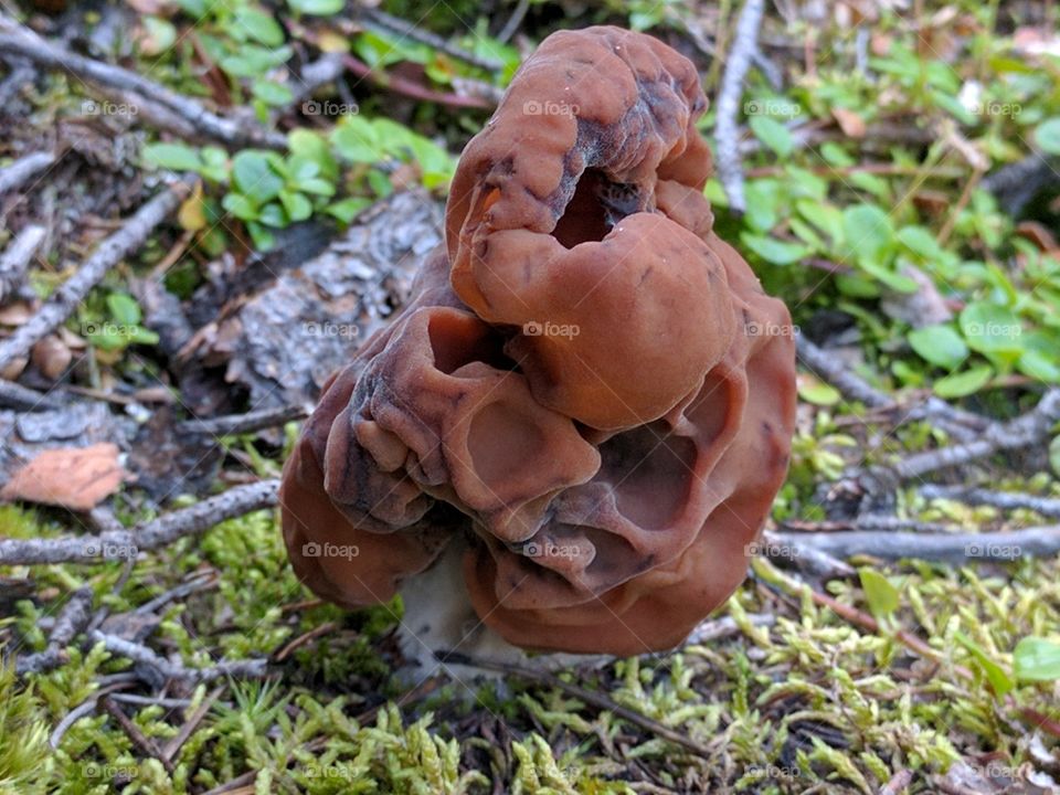 False morel