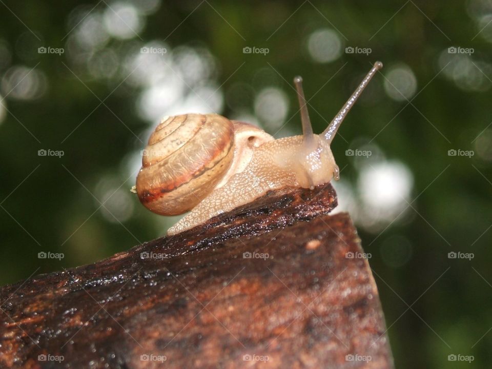 snail close up
