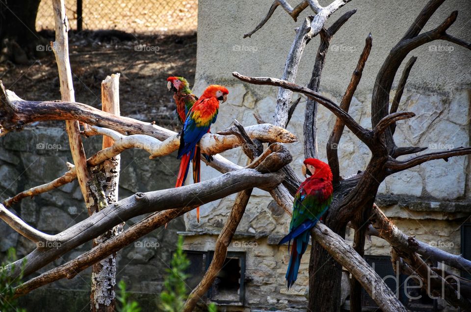 BIRDS #colours #wild #safari #birds #flight