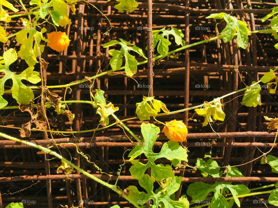 Metal fence with vines growing 
