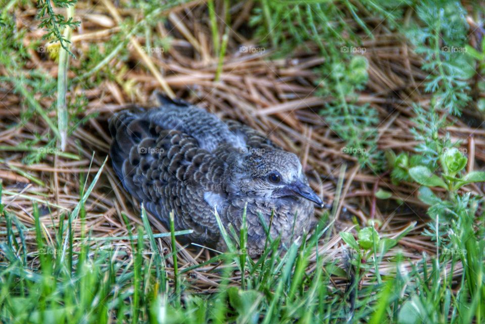 Baby dove