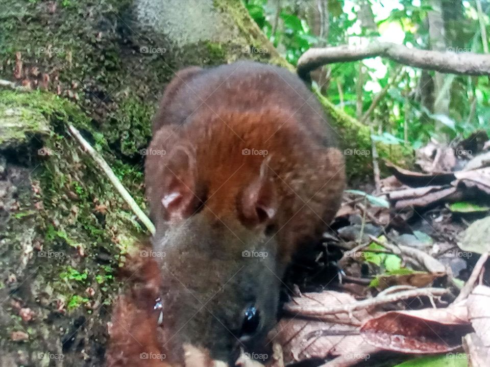mouse between plants