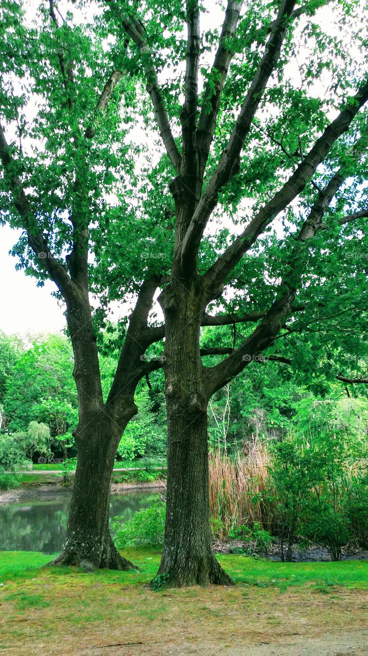 spring. trees. love. strength